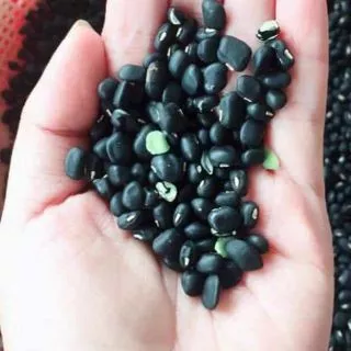 [Giá sỉ]Đậu đen xanh lòng Sạch hạt to thơm bở Famiyumifarm 500g