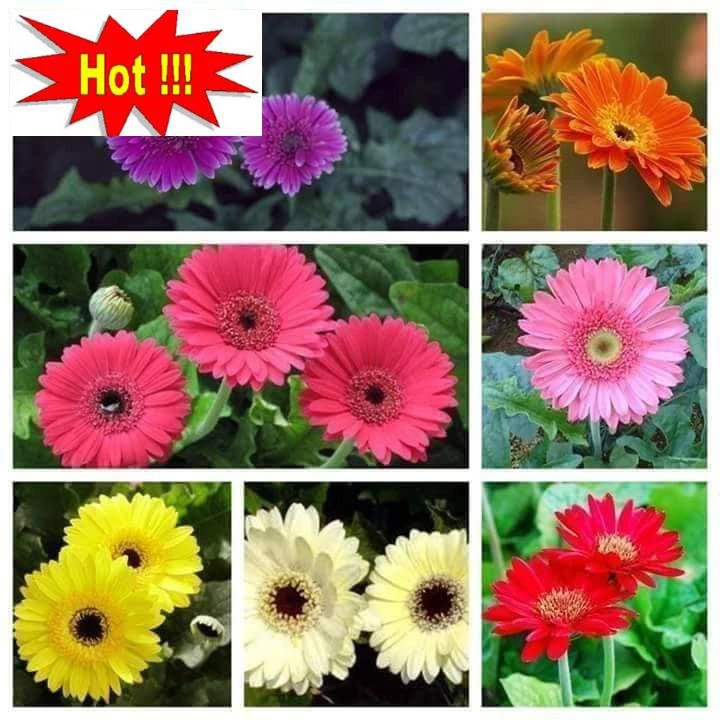 Gói 100 Hạt Giống Hoa Đồng Tiền Kép Lùn - Mix (Gerbera)