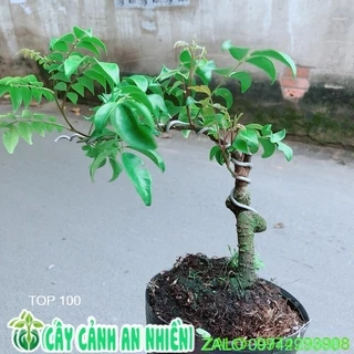 Cây Khế Bonsai