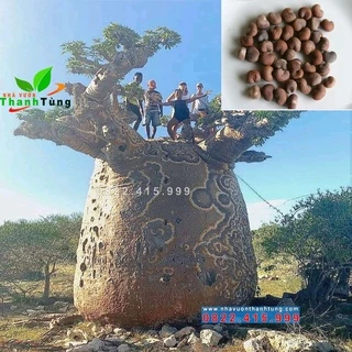 10 hạt giống BaoBab - Combo 10 hạt giống Bao Báp