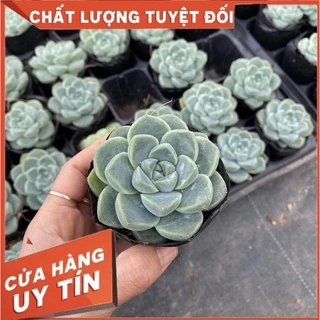 sen đá sao băng, size bầu, sen đá Đà Lạt