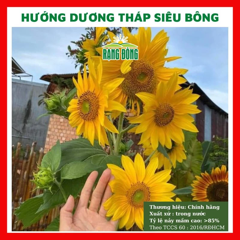 Hạt giống hoa hướng dương siêu bông đẹp trồng chậu, sân vườn ban công nảy mầm cao 1gr