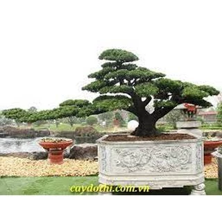 Cây tùng la hán giống đẹp cao 50cm cây hình 2