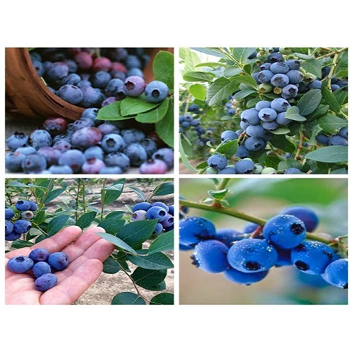 Hạt giống cây Việt Quất Bluberry siêu quả chịu nhiệt tỷ lệ nảy mầm cao, gói zin