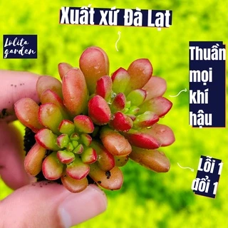 Sen đá sedum cam Đà Lạt size mini cây cảnh trang trí nhà cửa Lolita garden