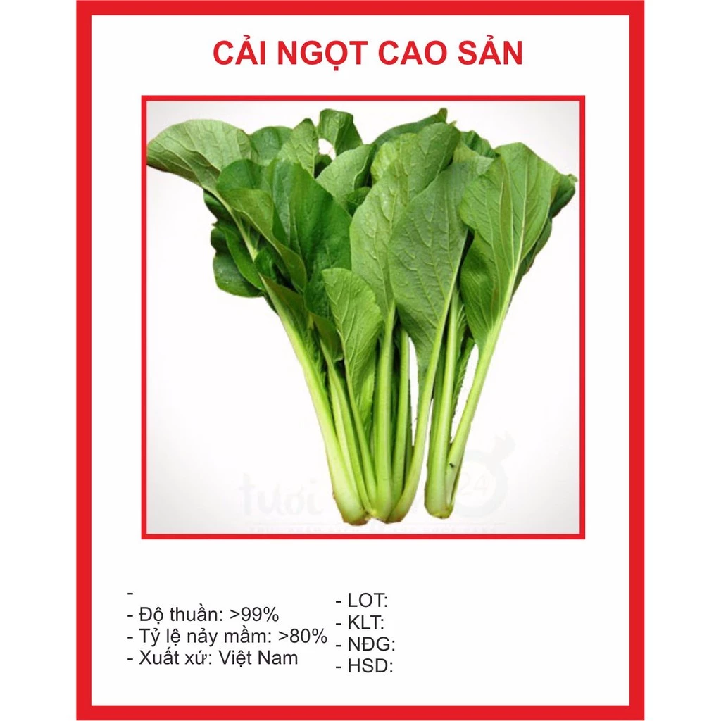 Hạt giống Cải Ngọt 20gr A 1. 