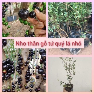 Nho thân gỗ tứ quý lá nhỏ (40-50cm)