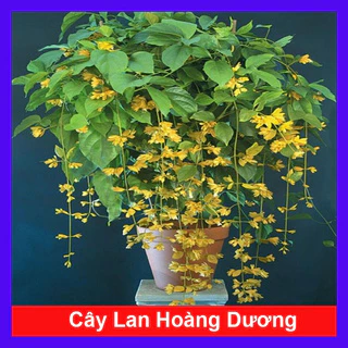 caykiengsadec - Lan Hoàng Dương Chuỗi ngọc hoa vàng - Cây cảnh sân vườn