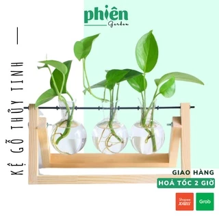 Kệ gỗ thuỷ tinh kèm Cây Trầu Bà Thủy sinh, chậu xích đu 3 lọ