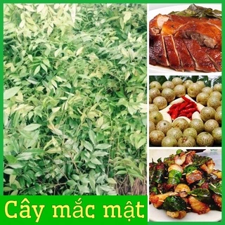 Cây giống mắc mật( móc mật) gieo hạt lấy lá cuốn thịt nướng, nướng vịt