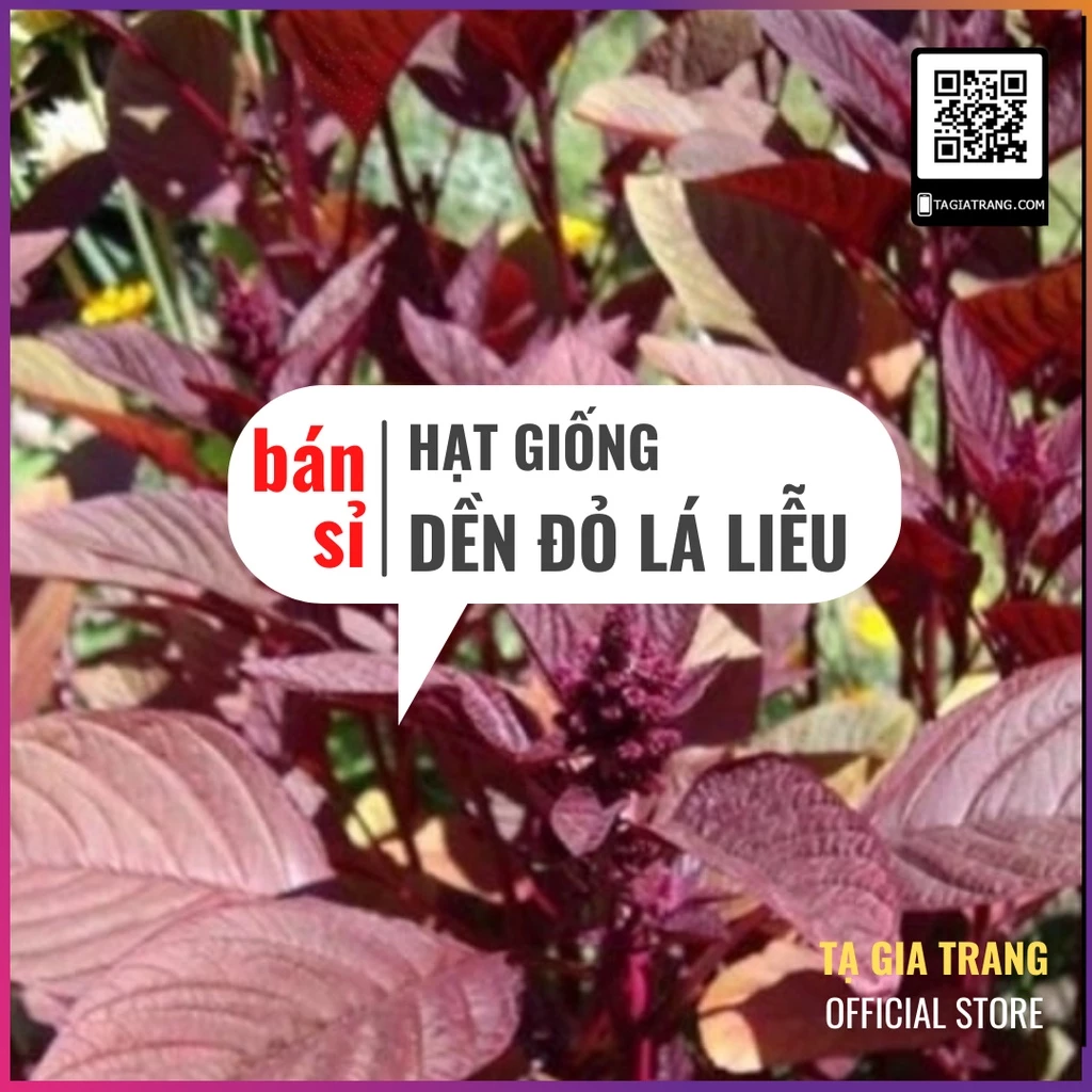 [Bán sỉ] - Hạt giống rau dền đỏ lá liễu