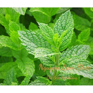 100 HẠT GIỐNG BẠC HÀ MINT PENNYROYAL