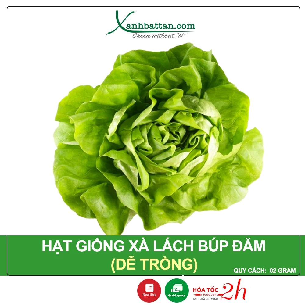 Hạt Giống Xà Lách Búp Đăm Chịu Mưa, Cuốn Búp To, Dễ Nảy Mầm 2 Gram