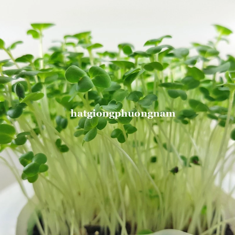 1KG - HẠT GIỐNG RAU MẦM CẢI NGỌT