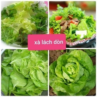 🌳🌳hạt giống xà lách hoa hồng cuộn dòn  💥SALE LỚN💥 chất lượng cao