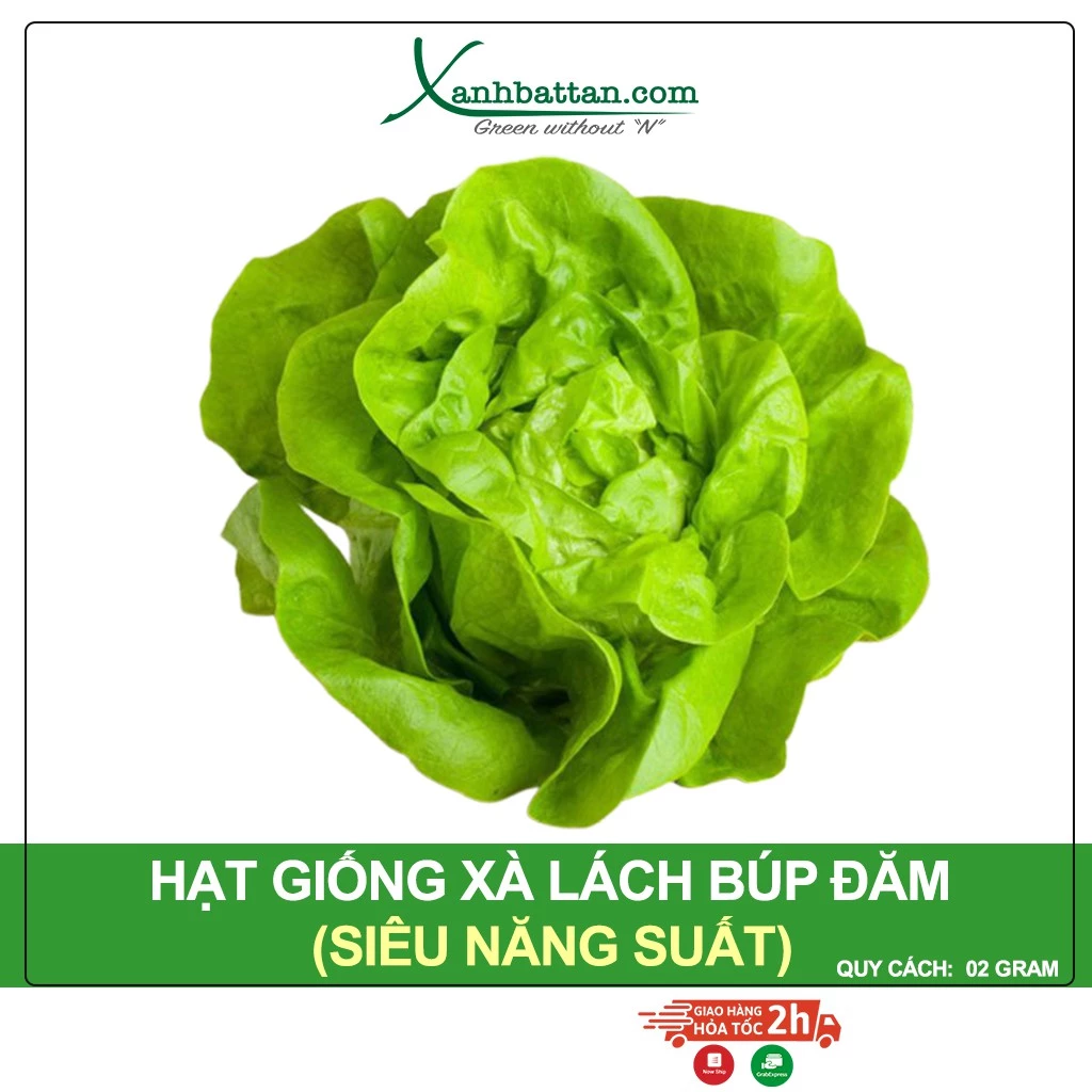 Hạt Giống Xà Lách Búp Đăm Chịu Mưa, Cuốn Búp To, Dễ Nảy Mầm 2 Gram