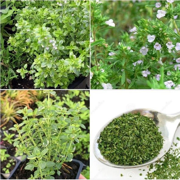 Hạt Giống Cỏ Xạ Hương Thyme - 1 gói 100 hạt