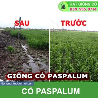 Hạt giống cỏ Ubon Paspalum - Cỏ xả chịu ngập - gói 100g