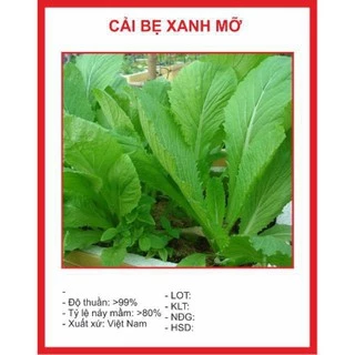 Hạt giống Cải Bẹ Xanh Mỡ 50 hạt TÊT SALE ĐỒNG GIÁ SHOP MỚI