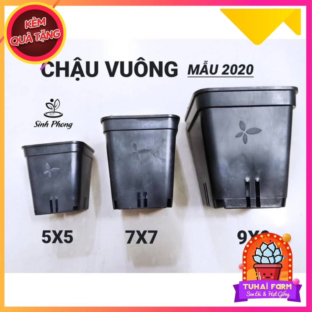 Chậu nhựa trồng sen đá, xương rồng vuông các size