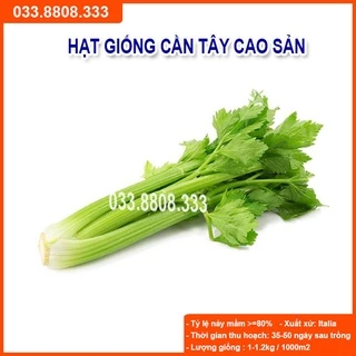 Hạt Giống Rau Cần Tây - Rau Trồng Chậu Tại Nhà