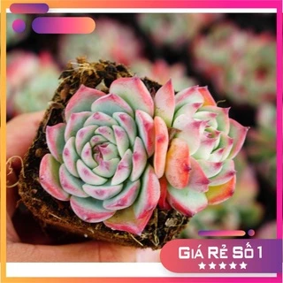 Sen đá Bánh Bao lửa 2-3 đầu 7cm GLASS GARDEN - Thuần khí hậu Đà Lạt - Lỗi 1 đổi 1 - Bao khỏe