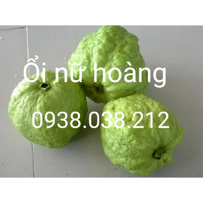 CÂY GIỐNG ỔI NỮ HOÀNG ( CÂY CHIẾT CÀNH )