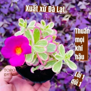 Cỏ sam hồng Đà Lạt size bé cây cảnh trang trí nhà cửa Toro garden