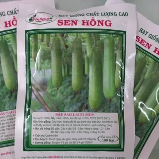 Hạt giống bầu sao lai F1 SH19 Sen Hồng 100 hạt