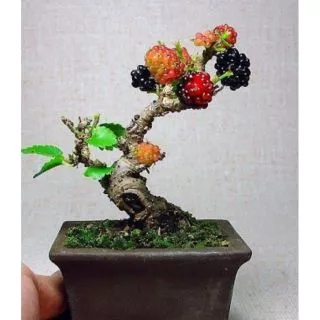 Cây Dâu Bonsai đang có trái