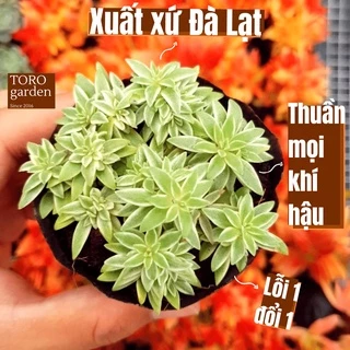 Cỏ trắng Đà Lạt size bé cây cảnh trang trí nhà cửa Toro garden