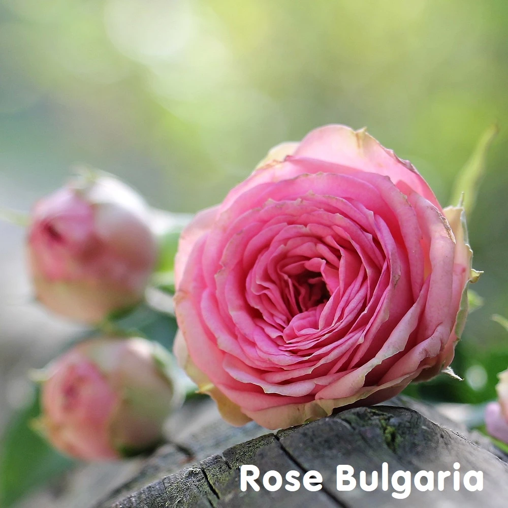 Tinh dầu hoa hồng Bulgaria Rose Essential Oil