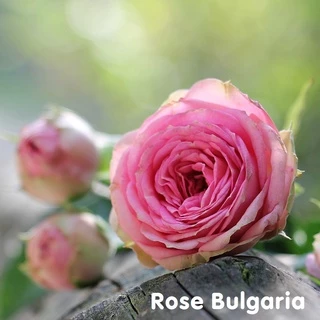 Tinh dầu hoa hồng Bulgaria Rose Essential Oil