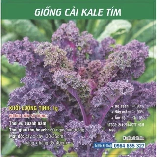 Giống Cải Kale Tím