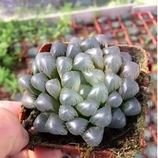 Sale ++  Sen Đá Kim Cương Tím Haworthia Cooperi