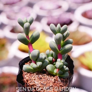 Sen đá lá tim bầu nhỏ 7cm GLASS GARDEN, sen đá đà lạt, Khỏe, dễ trồng.