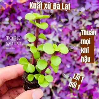 Sen đá đô lá Đà Lạt size mini cây cảnh trang trí nhà cửa Toro garden