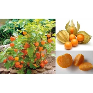 Hạt Giống Trái Thù Lù Nam Mỹ - Gold (Physalis pruinosa)