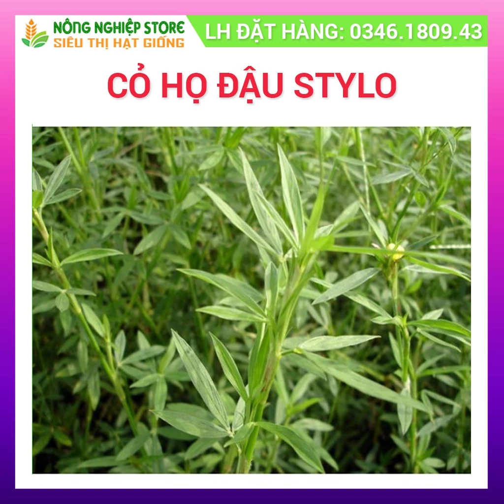 Hạt Giống Cỏ Stylo giống cỏ chăn nuôi họ đậu - gói 1kg