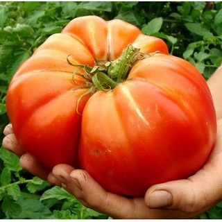 Hạt cà chua khổng lồ đỏ ~ Kỷ lục lên đến 1kg 30h