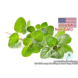 1Gr 10k Hạt Hạt Giống Oregano Kinh Giới Tây (B3.102| C25*X31*M205)