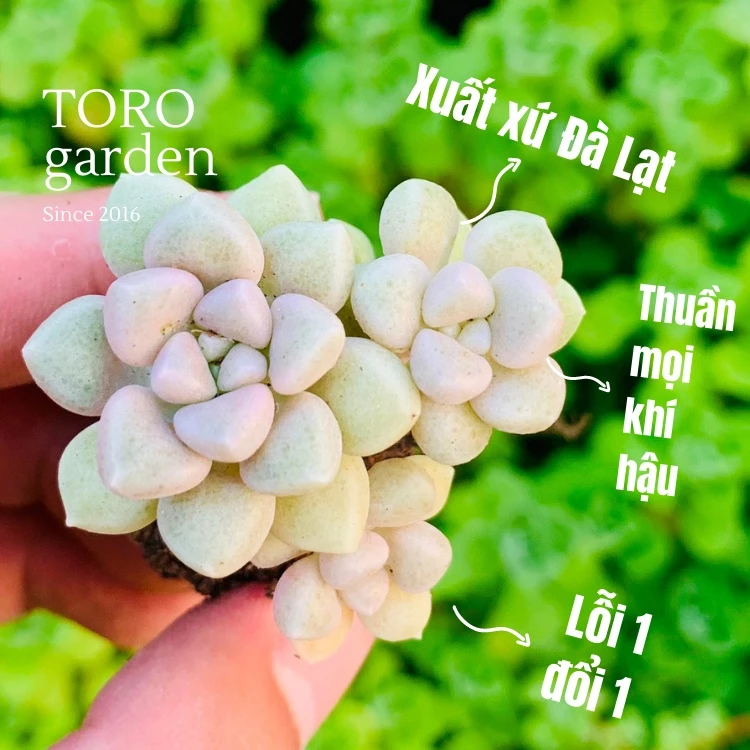 Sen đá kim tuyến Đà Lạt size mini cây cảnh trang trí nhà cửa Toro garden