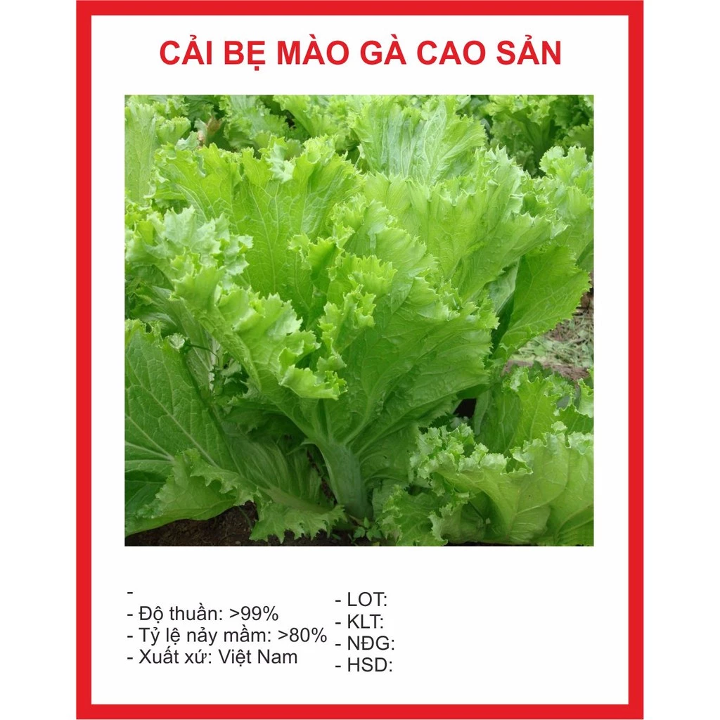 Hạt giống Cải Mào Gà 20gr ~4000 Hạt