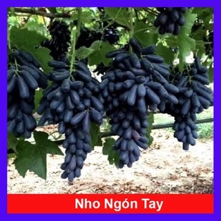 Cây nho ngón tay đen không hạt - cây ăn quả - caykiengsadec