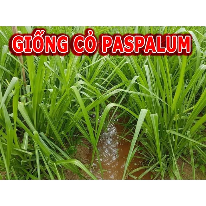 Hạt Giống Cỏ Chịu Ngập Úng Paspalum - cỏ tái sinh lâu năm  ( 50gram )