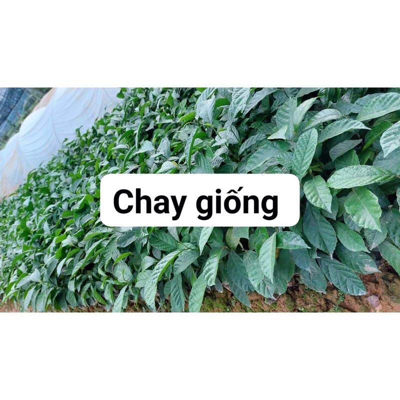 Cây chay giống ruột đỏ