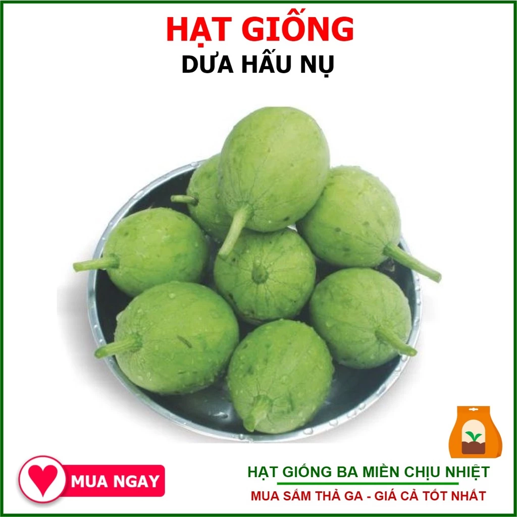 Hạt Giống Dưa Hấu Nụ Phú Nông, Dưa Hồng, Dưa Canh