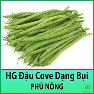 Hạt Giống Đậu Cove Bụi Lùn 10Gr Sai Trái, Dễ Trồng