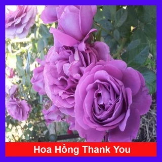 Hoa Hồng Tím ( Thank You Rose )