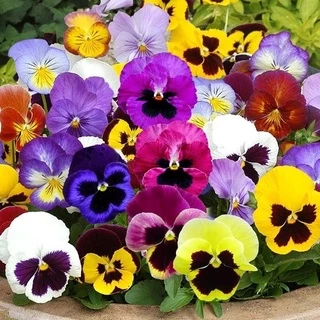 #Hạt_Giống_Hoa_Viola Mix (tặng kích mầm)